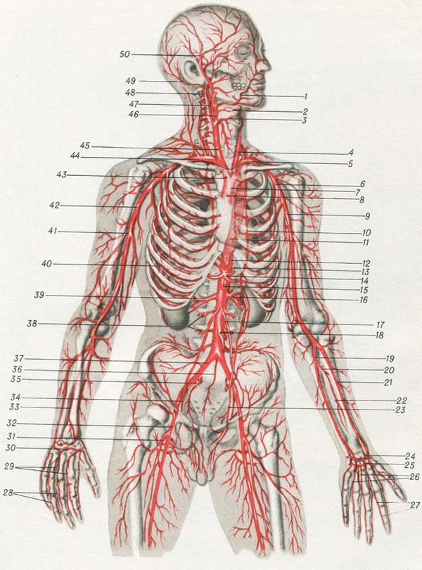 артерии головы туловища и верхних конечностей в картинках схема
